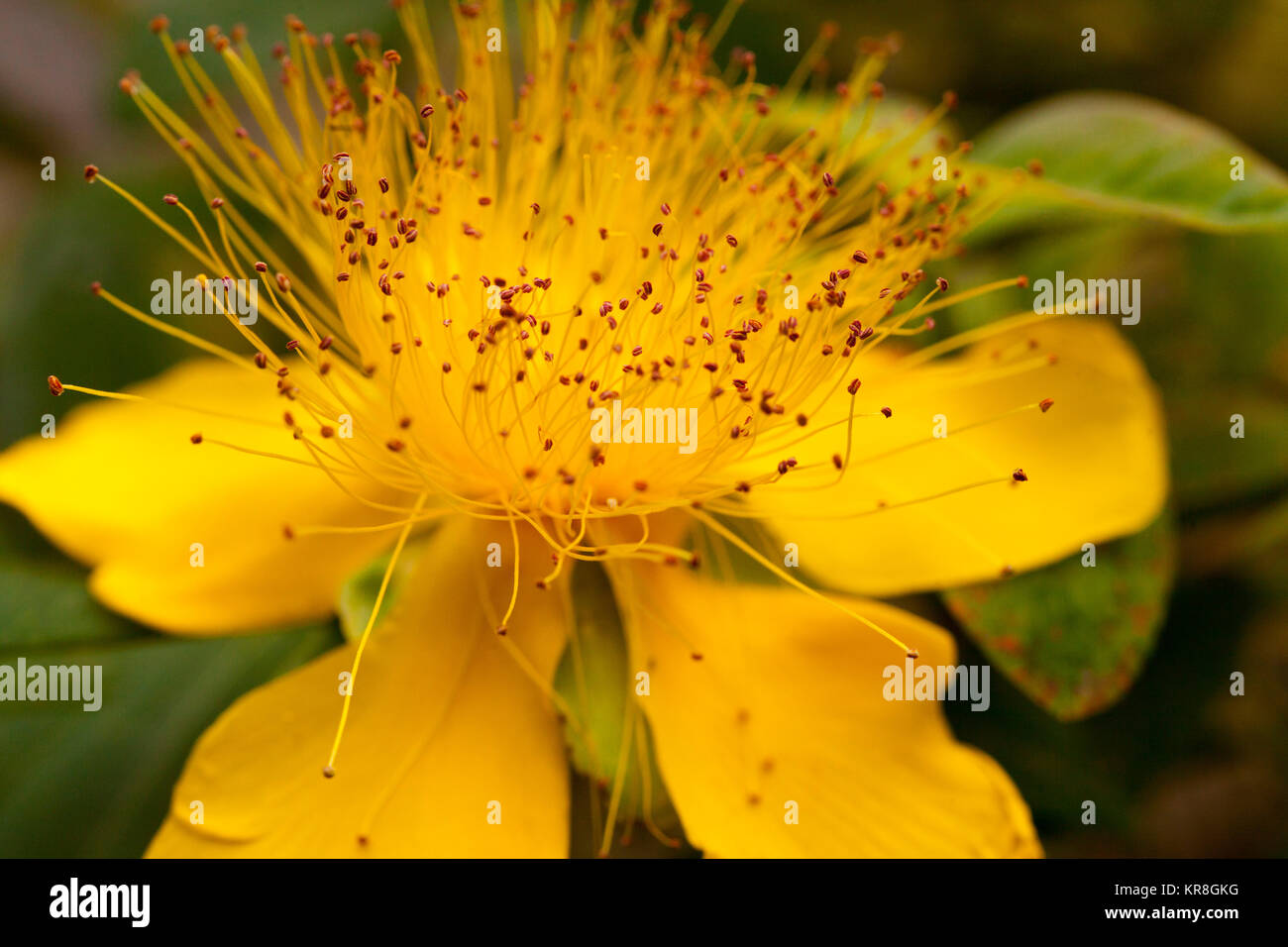 St Johns Wort, Hypericum perforatum, Close up fiore giallo outdooor crescente che mostra stame. Foto Stock