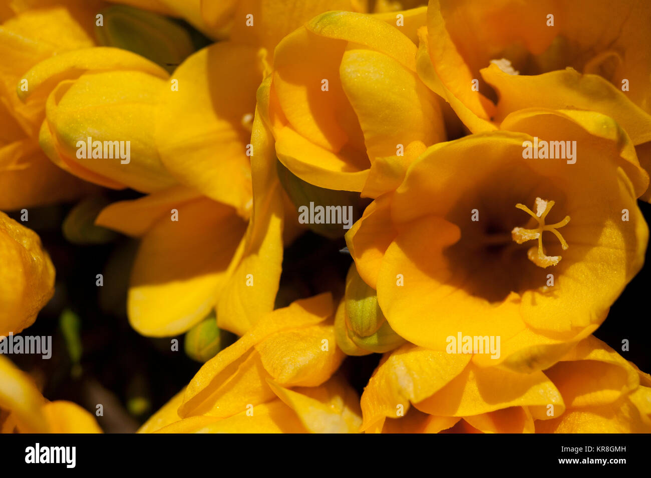 Fresia, Close up colorato in giallo fiori che crescono all'aperto. Foto Stock