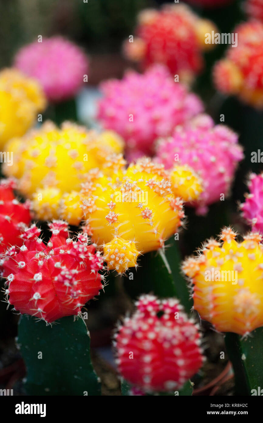 Cactus, Immagine ravvicinata di multi cactii colorati. Foto Stock