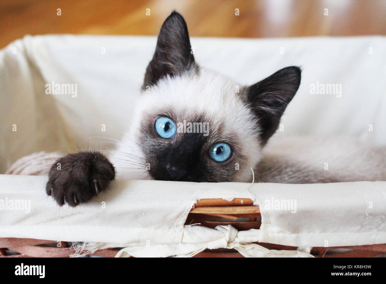 Gli occhi di Felina, che sono quasi sempre ipnotiche Foto Stock