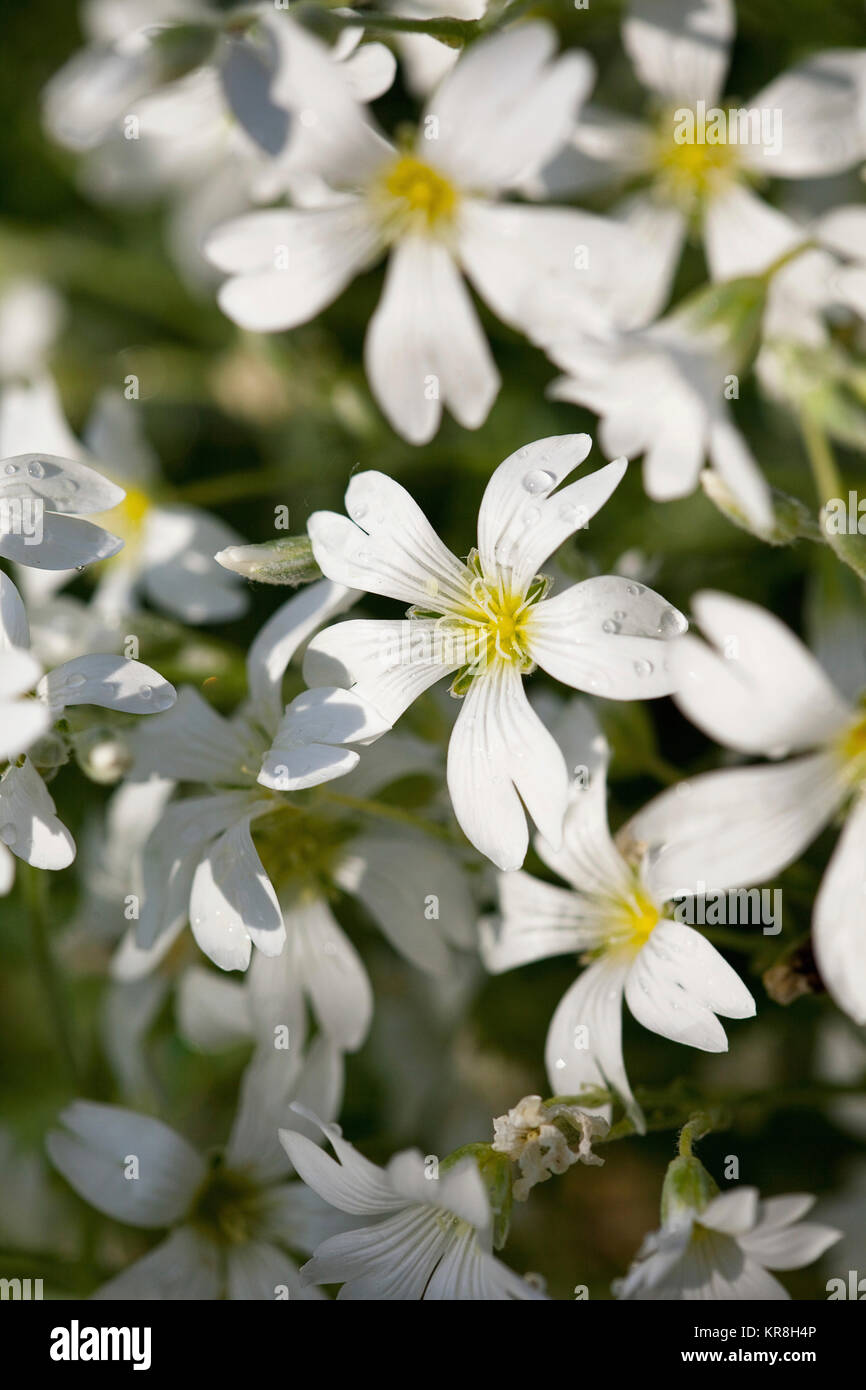 Neve in estate, Cerastium tomentosum, massa di fiori bianchi crescente all'aperto. Foto Stock
