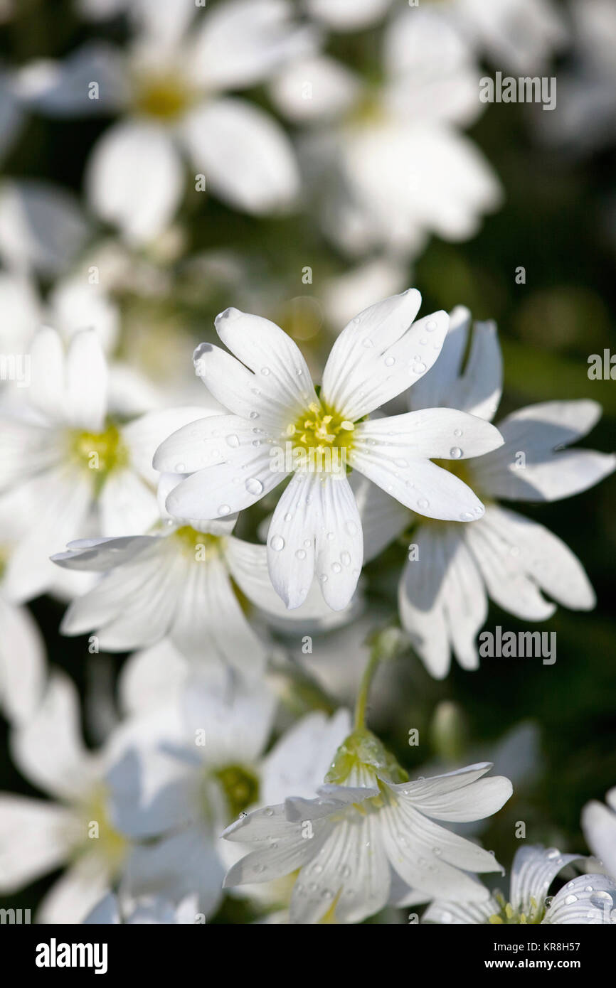 Neve in estate, Cerastium tomentosum, massa di fiori bianchi crescente all'aperto. Foto Stock