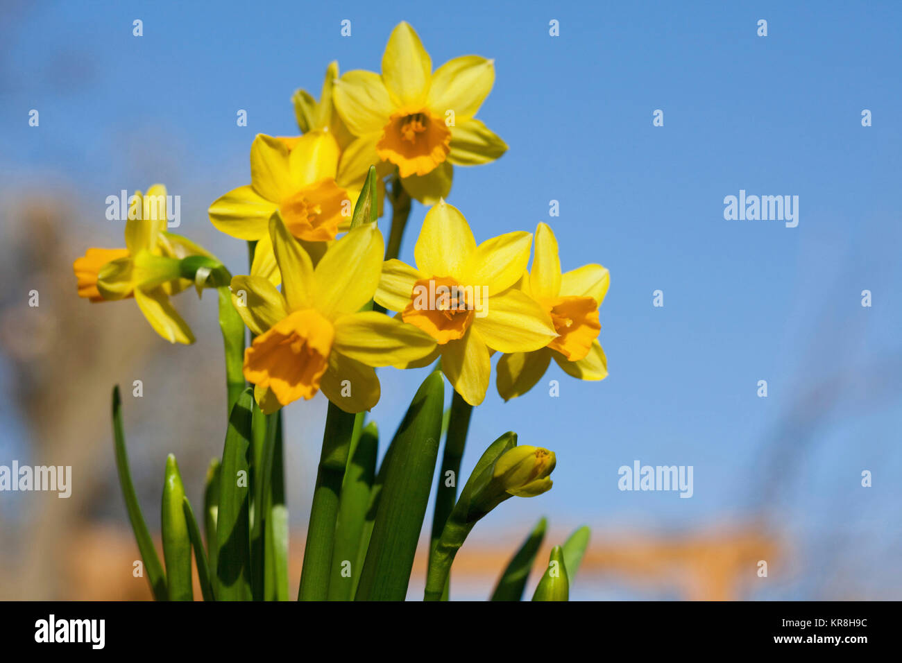 Daffodil, narcisi, giallo fiori che crescono all'aperto contro un cielo blu. Foto Stock