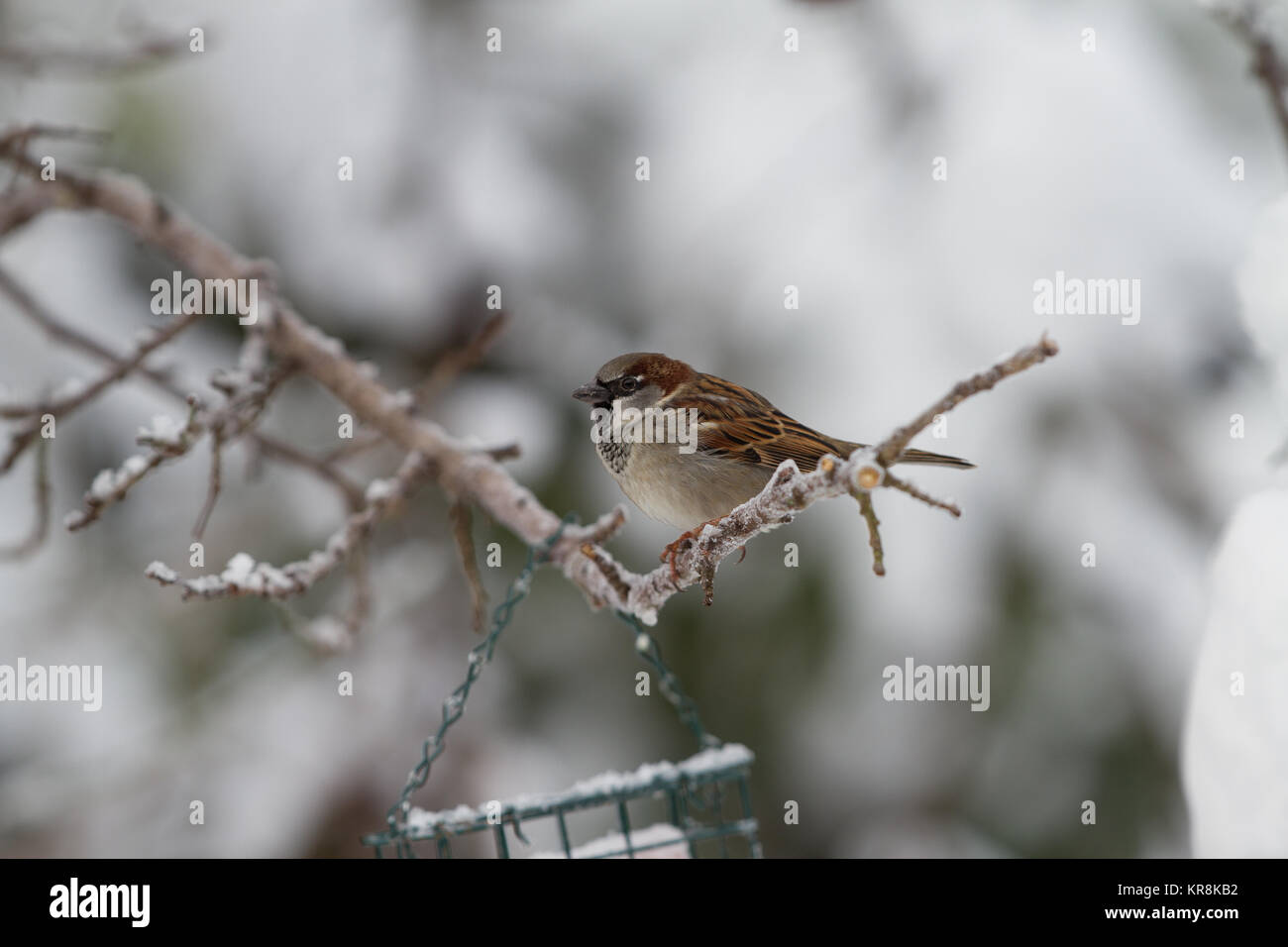 Casa Passero Passer domesticus. Unico uccello maschio appollaiato sulla coperta di neve ramoscello. Isole britanniche Foto Stock