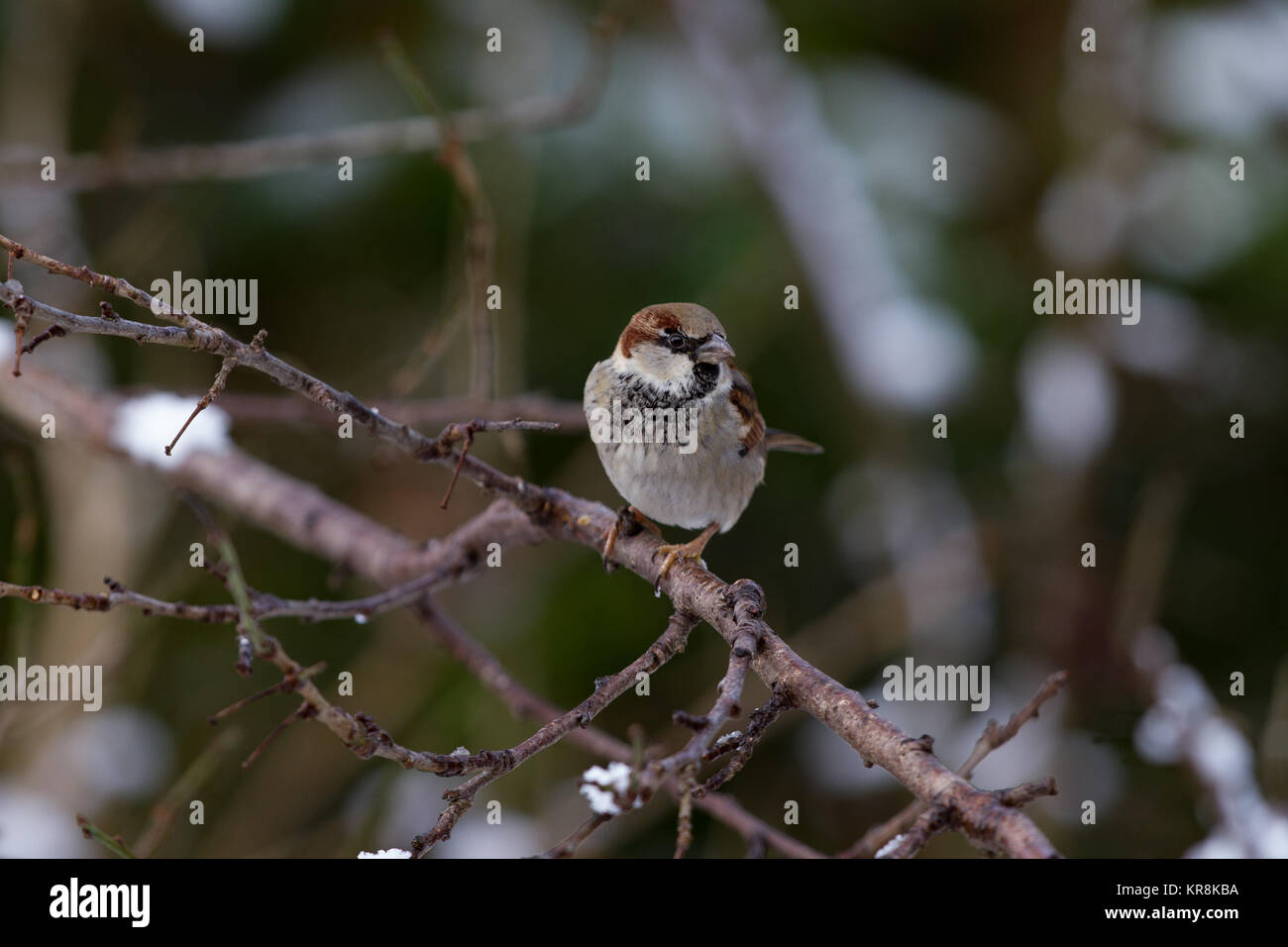 House Sparrow, Passer domesticus single maschio appollaiato sul ramo. Isole britanniche Foto Stock
