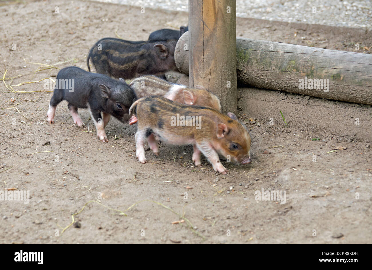 Diversi potbellied suini (i suinetti) Foto Stock