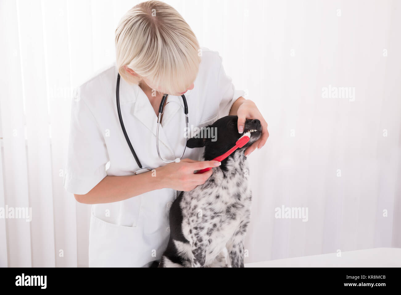 Femmina pulizia Vet cane i denti con spazzolino da denti Foto Stock