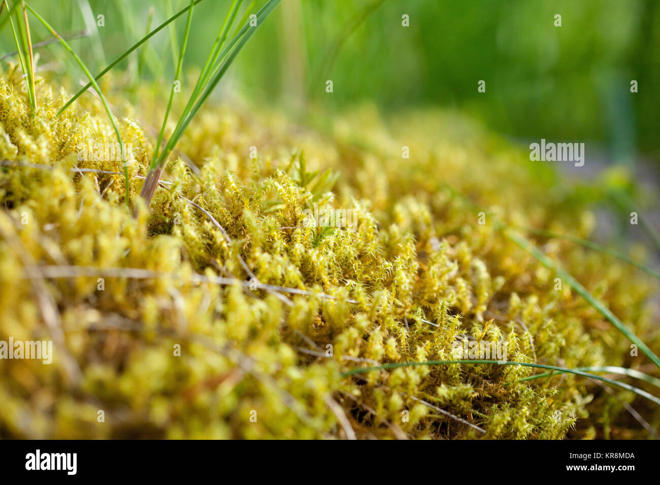 Moss, abbondanza di giallo denso muschi crescente all'aperto. Foto Stock