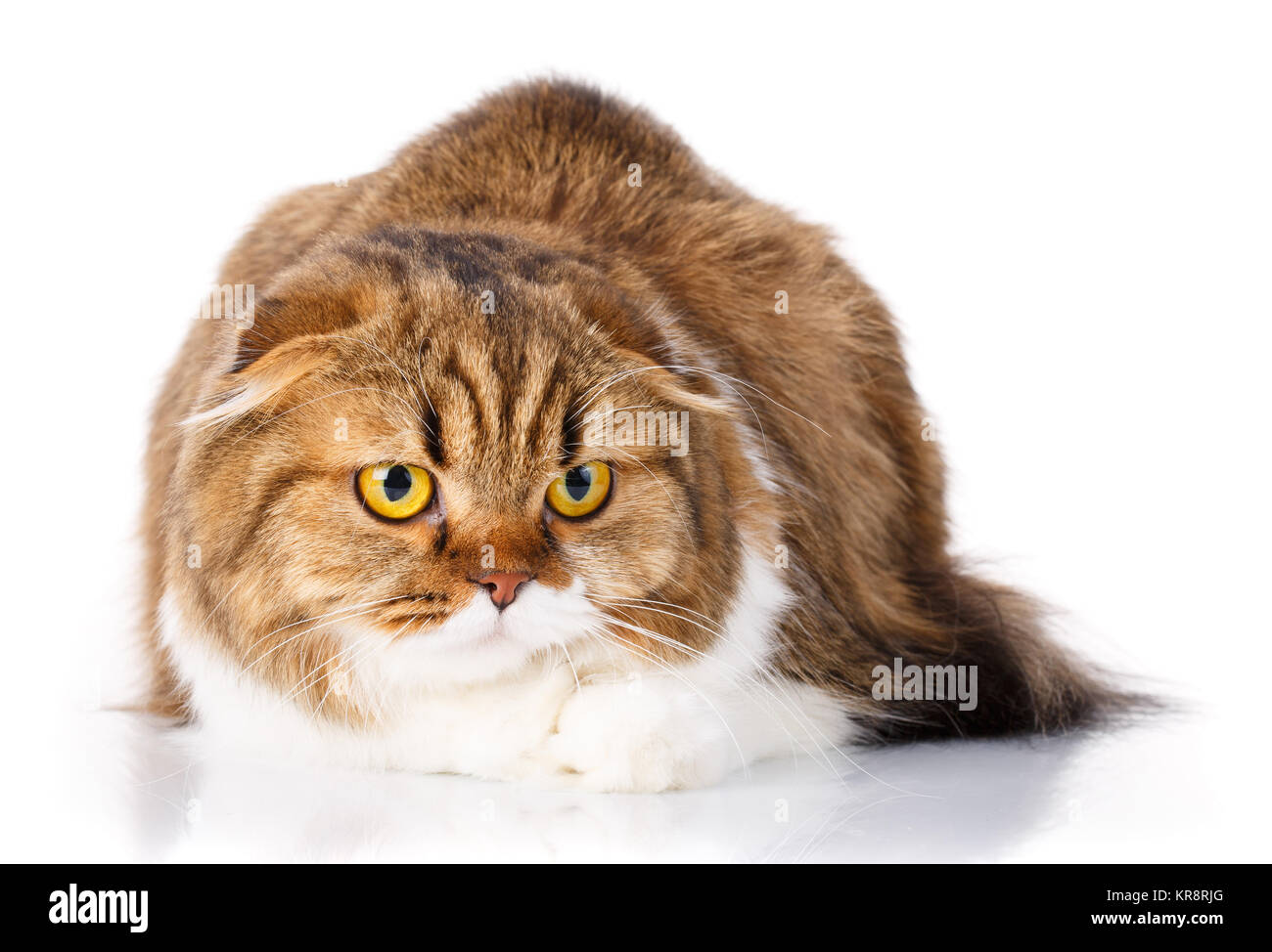 Grave Scottish Fold Gatto sdraiato su sfondo bianco Foto Stock