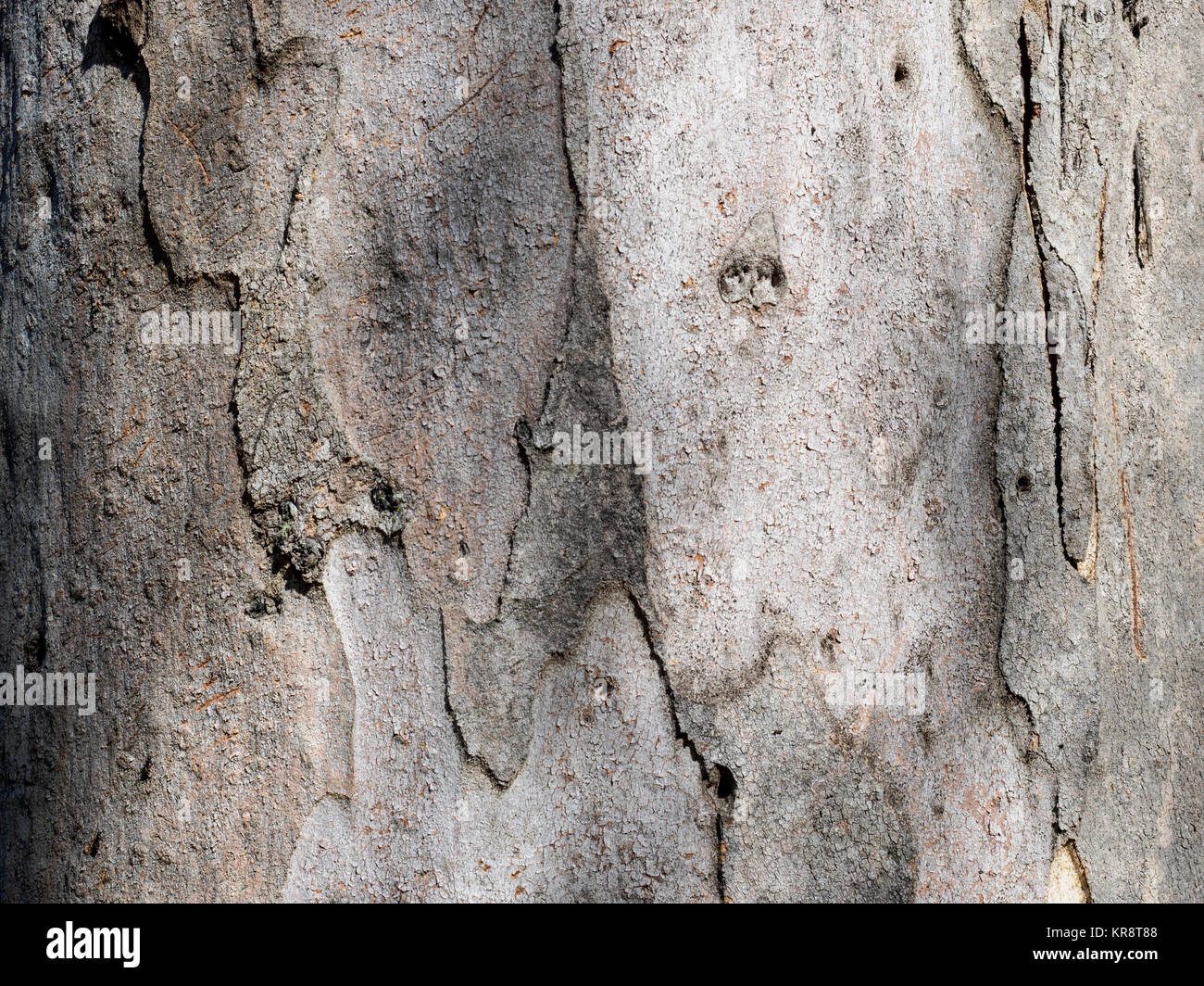 Corteccia di eucalipto (Eucalyptus) Foto Stock
