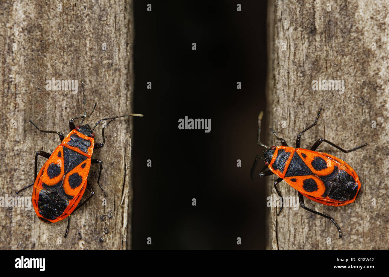 Firebug. Due red firebugs, pyrrhocoris apterus seduto su una superficie di legno Foto Stock