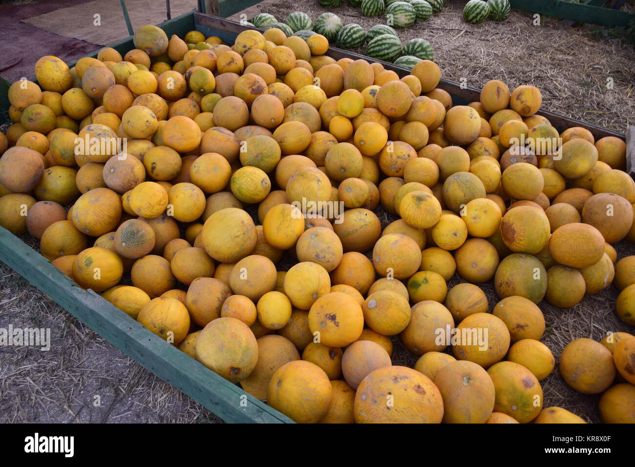 Raccolti in un mucchio di meloni e di angurie Foto Stock