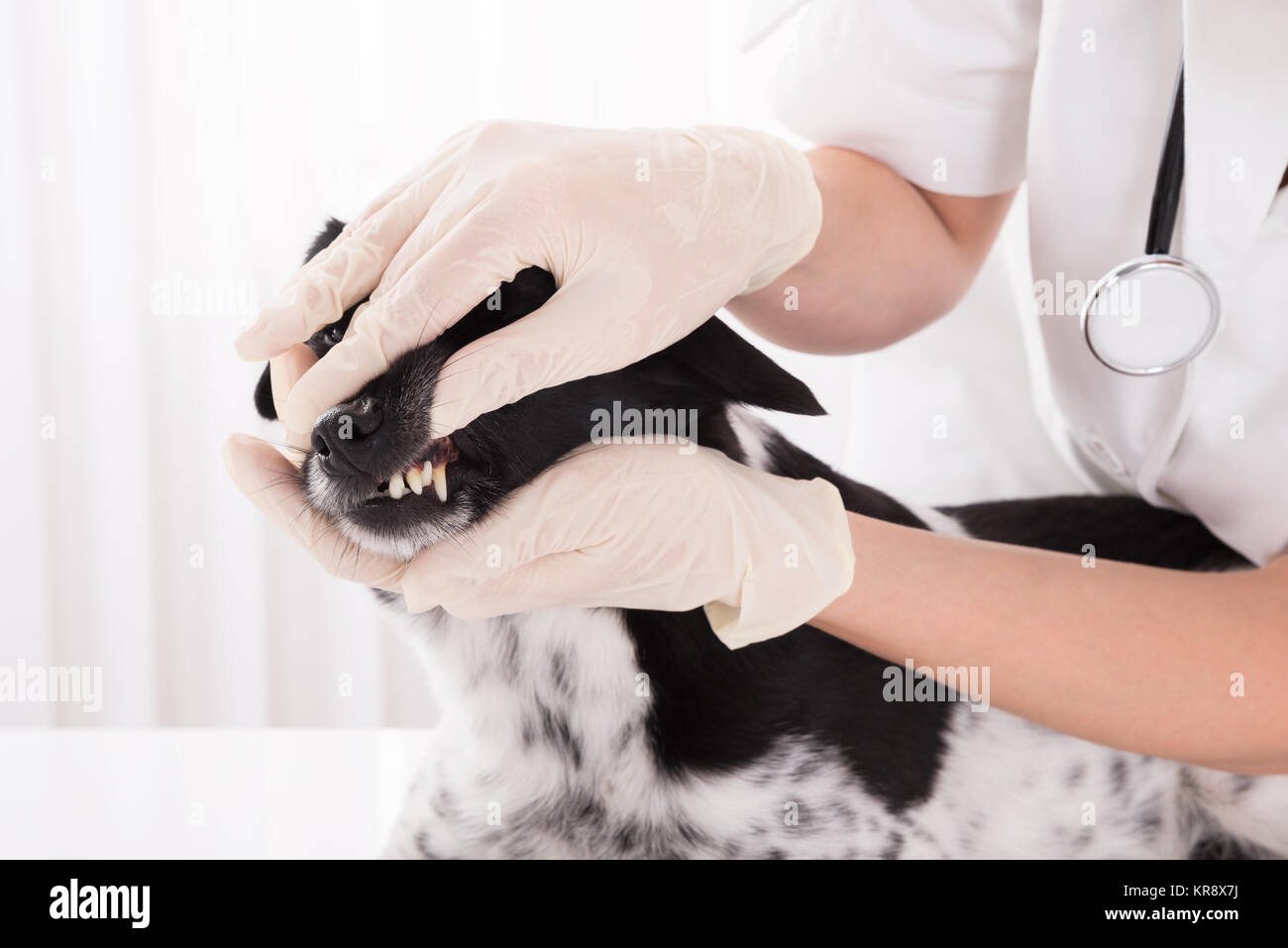 Vet esaminando cane i denti Foto Stock