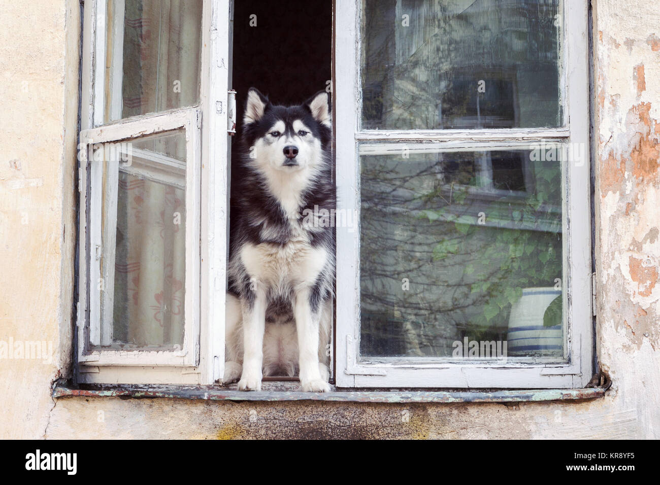 Husky dog sitter a finestra aperta Foto Stock