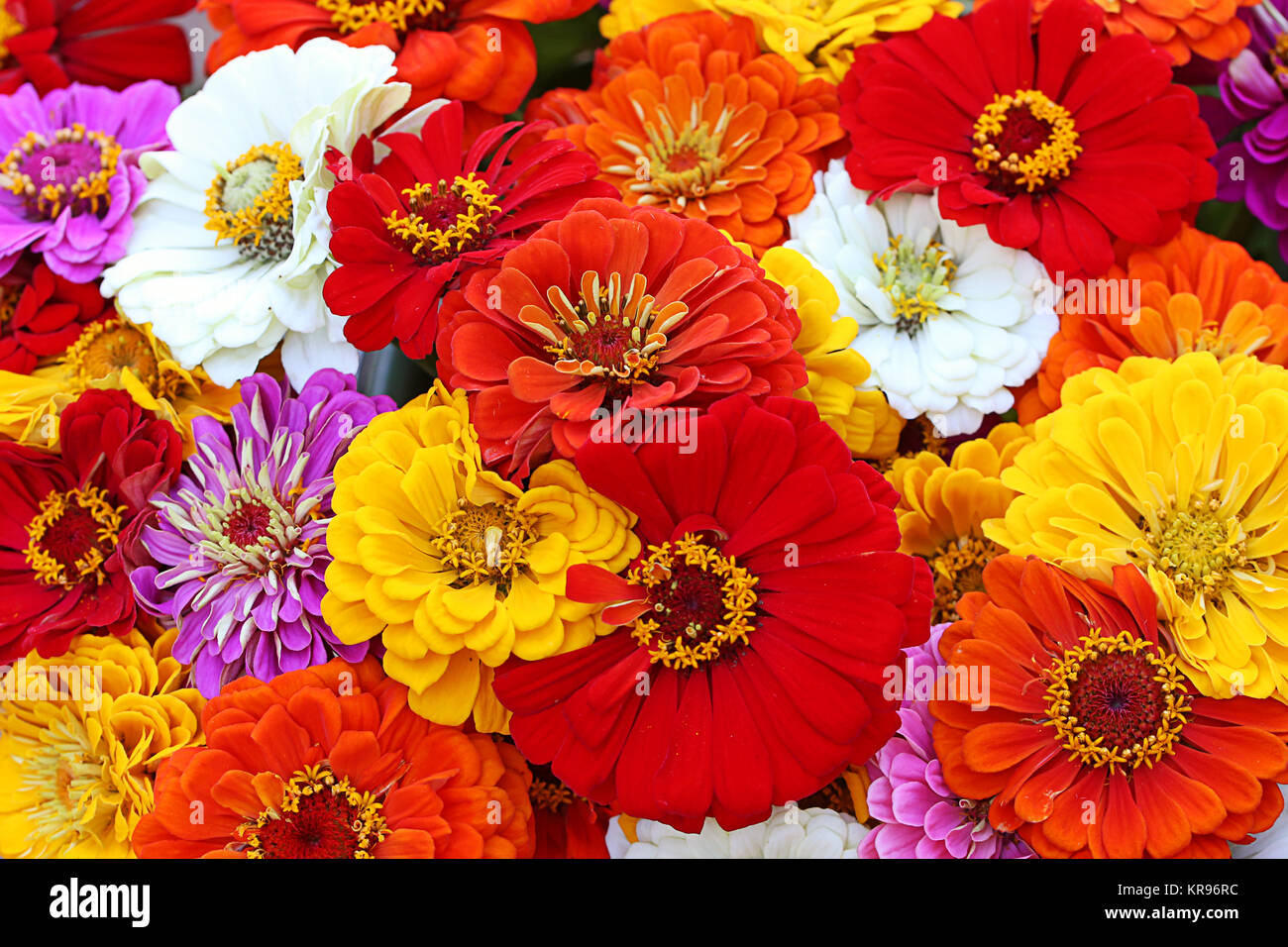 Estate colorati bouquet con zinnias Foto Stock