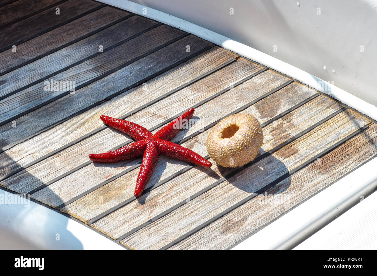 Ancora la vita della stella di mare e lo scheletro seaurchin su sfondo woden Foto Stock