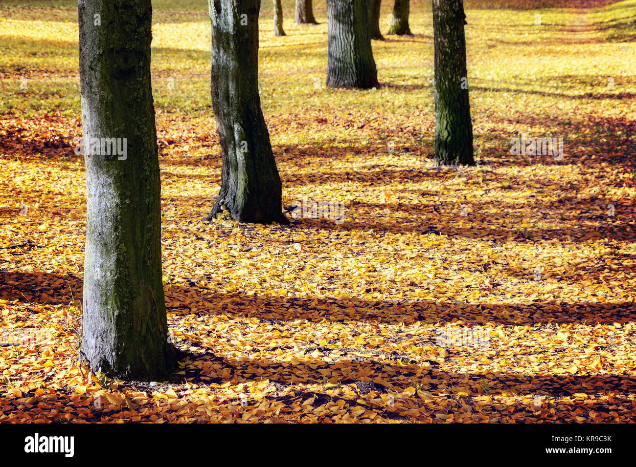 Tronchi di alberi e foglie di giallo in autunno Foto Stock