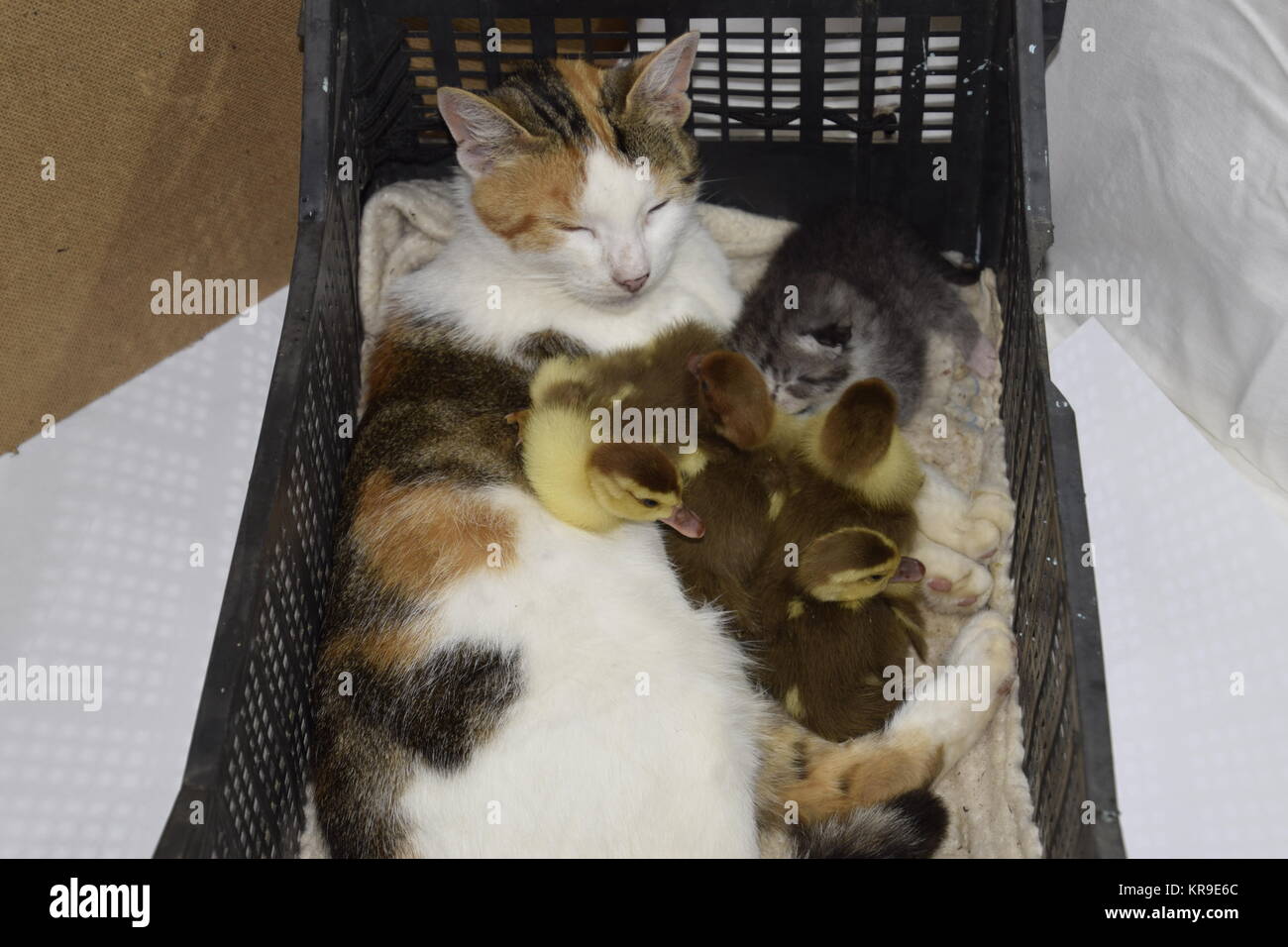 Cat adottivo madre per gli anatroccoli Foto Stock