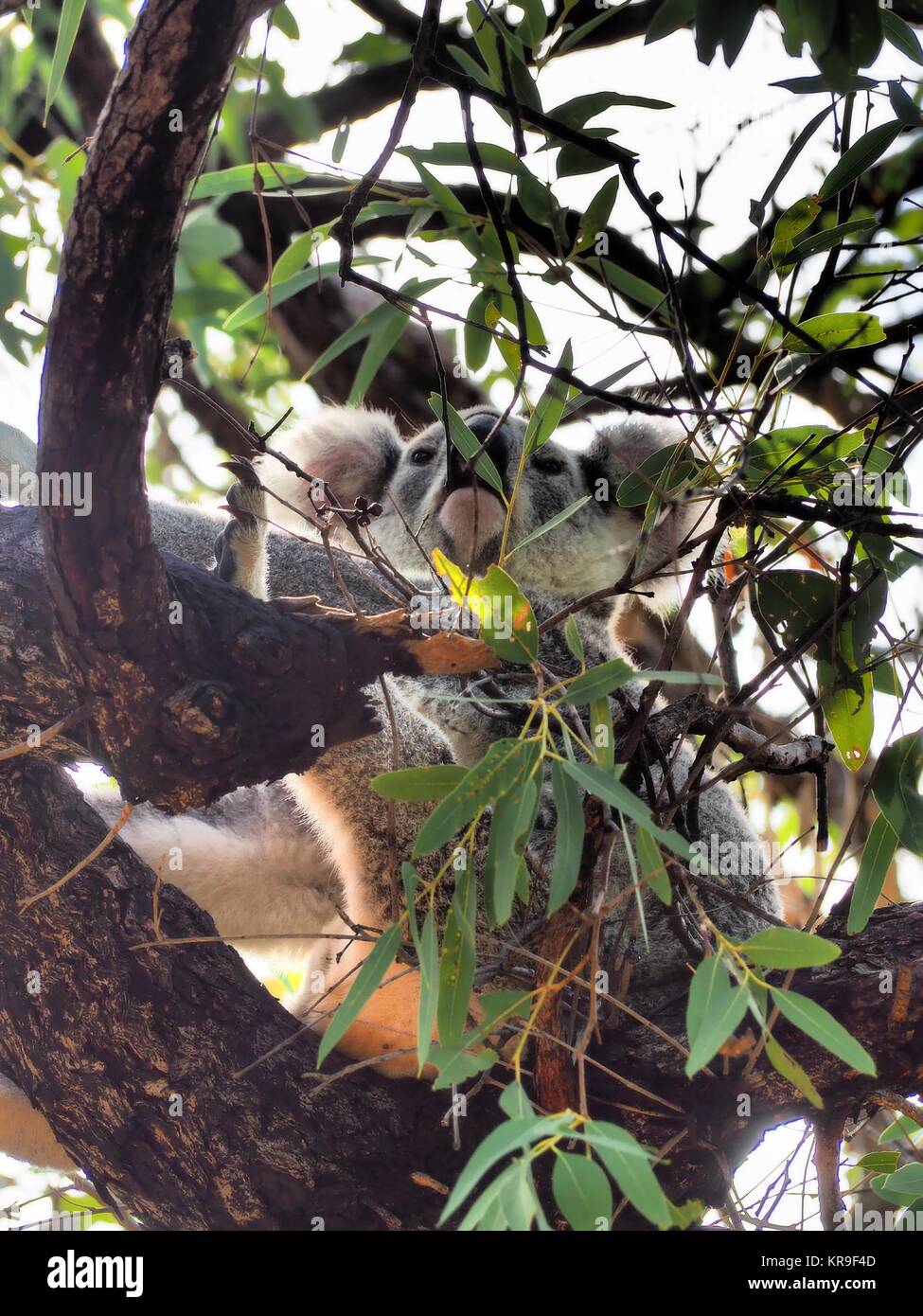 orso di Koala Foto Stock