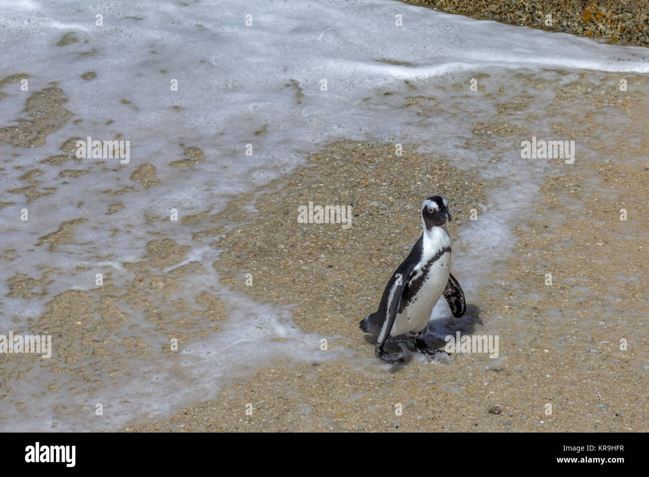 Tutto lavato-up. Pinguino africano emerge da surf, Sud Africa composizione permette un sacco di spazio copia posizione e consente la fantasia. Foto Stock