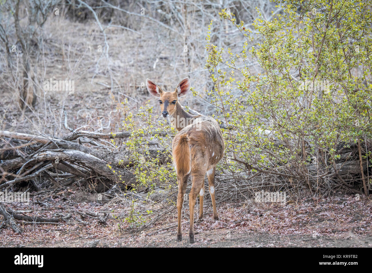 Femmina starring Bushbuck alla fotocamera. Foto Stock