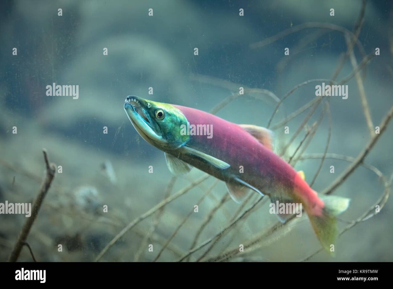 Il Salmone Kokanee subacquea di salmone Foto Stock
