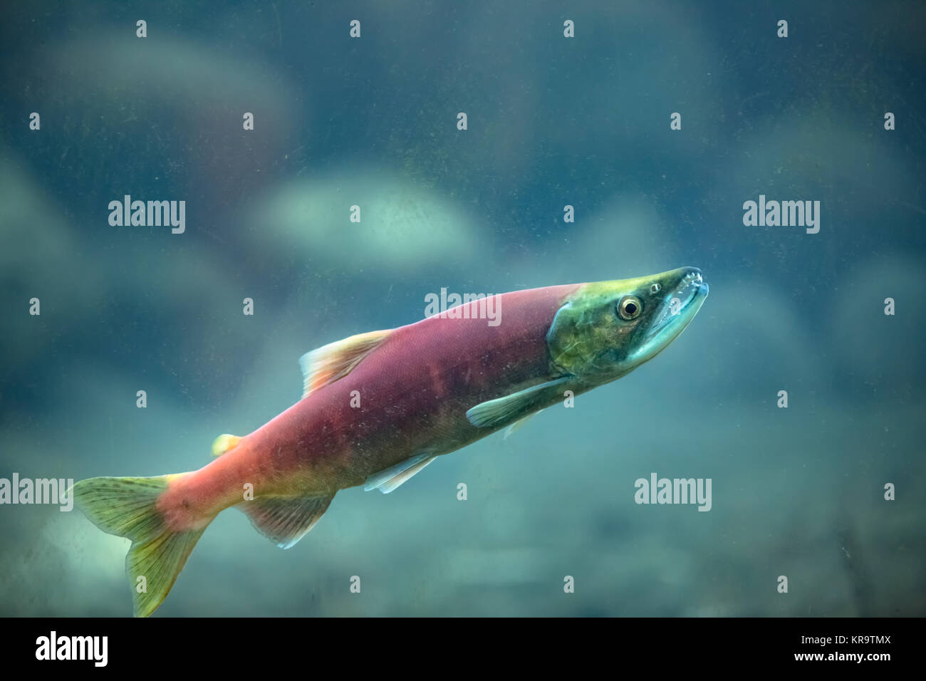 Il Salmone Kokanee subacquea di salmone Foto Stock