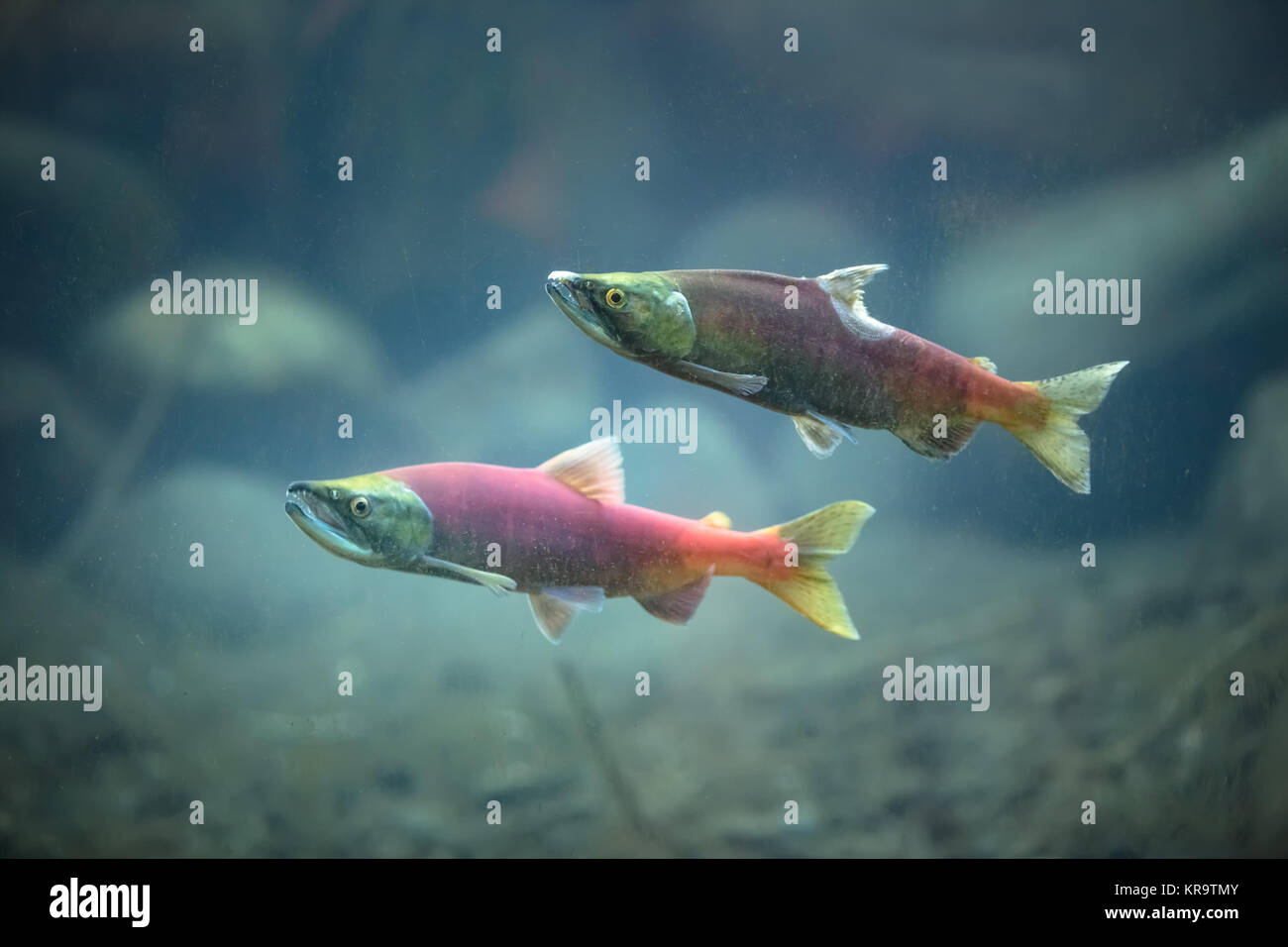 Il Salmone Kokanee subacquea di salmone Foto Stock