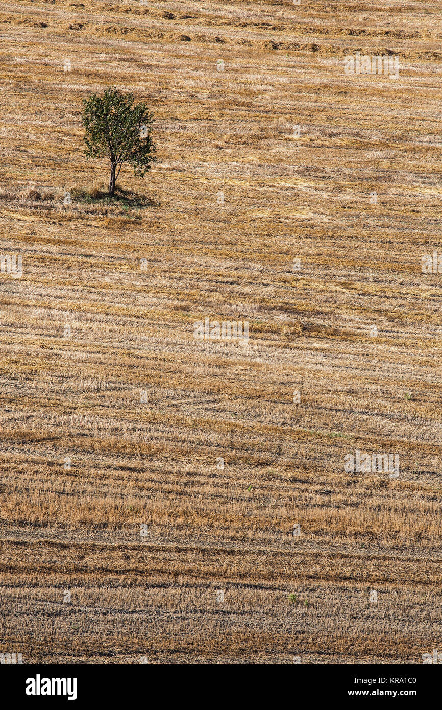 Albero nel campo di grano Foto Stock