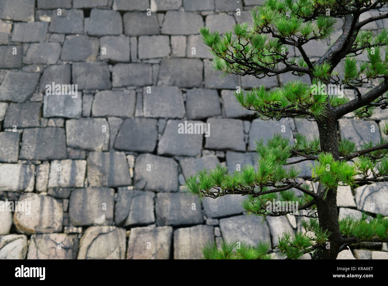 Nero giapponese pino, Pinus thunbergii, rami verdi sul castello di pietra sullo sfondo della parete di Osaka in Giappone Foto Stock