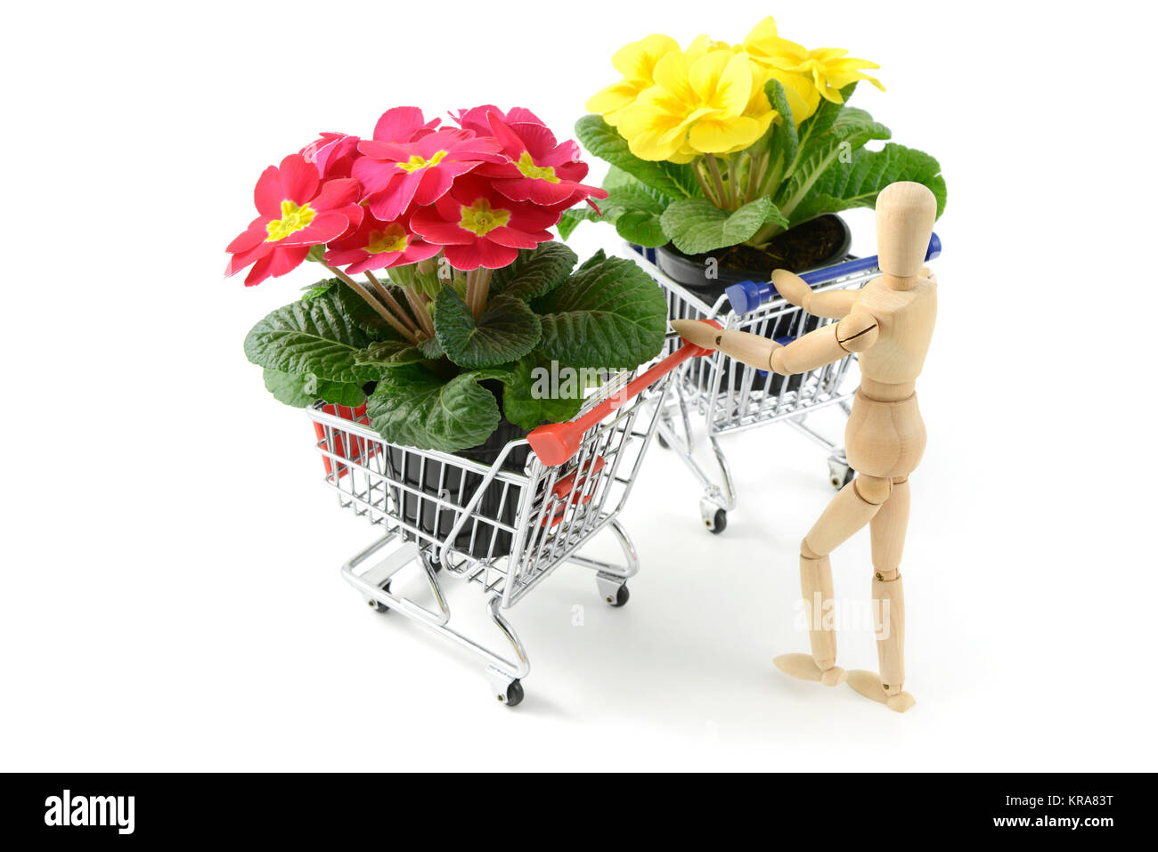 Figura in legno che porta rosa primula incapsulato in un carrello a White background isolato. Foto Stock