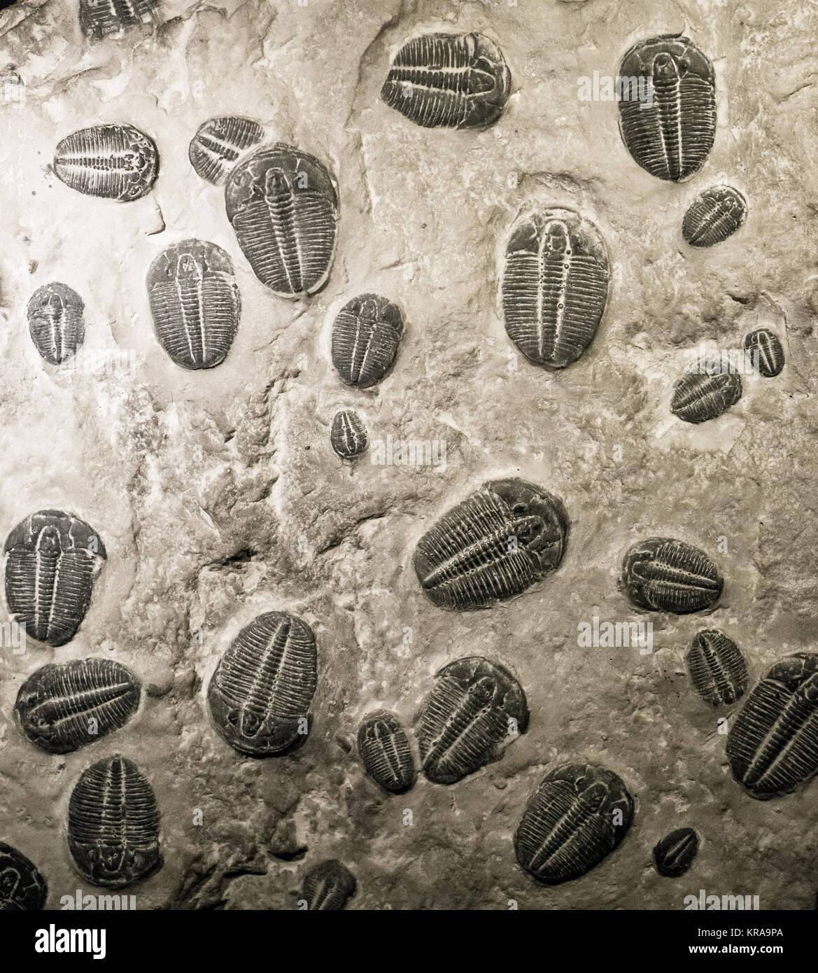 Antica trilobiti fossili Foto Stock
