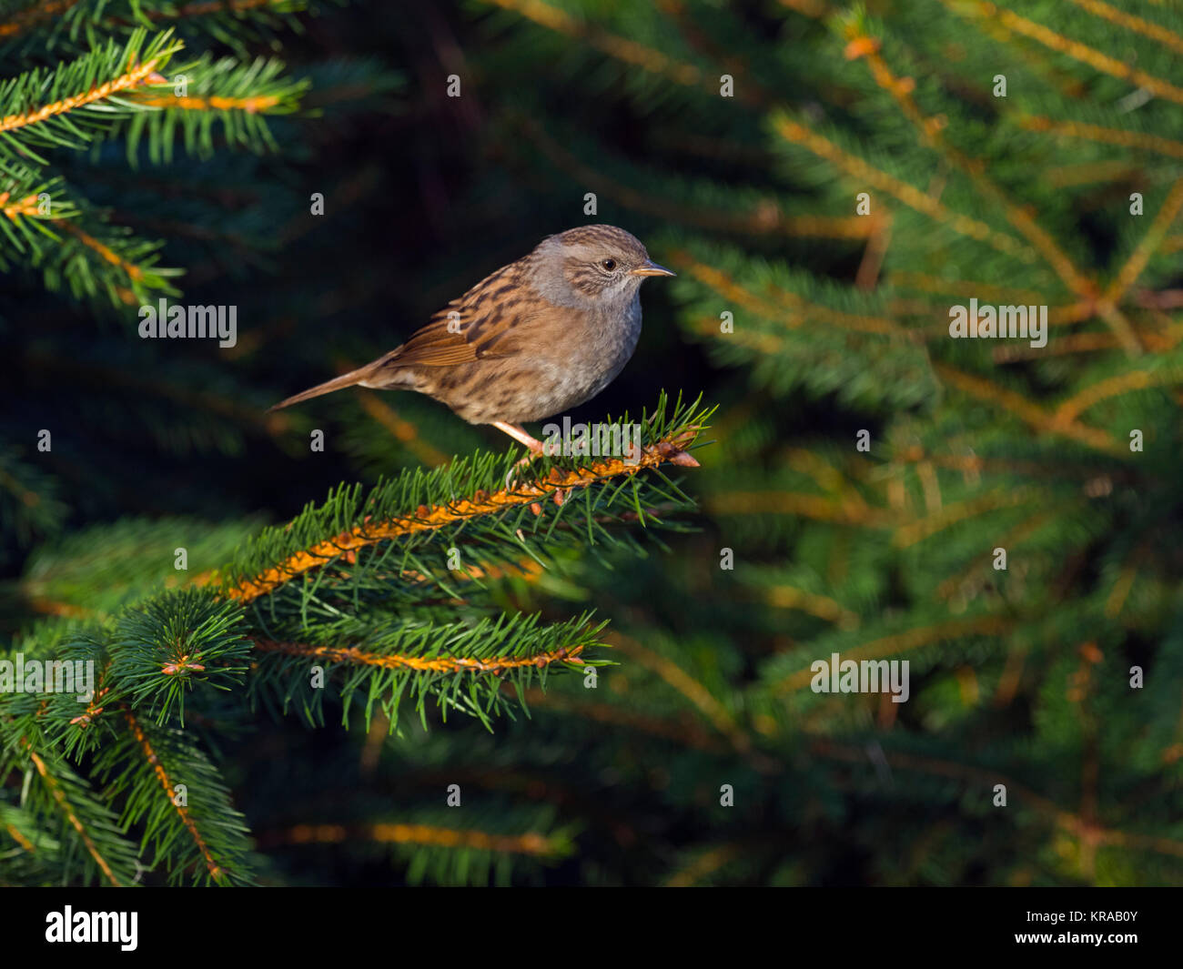 Hedge Sparrow Prunella modularis in boschi di conifere Foto Stock