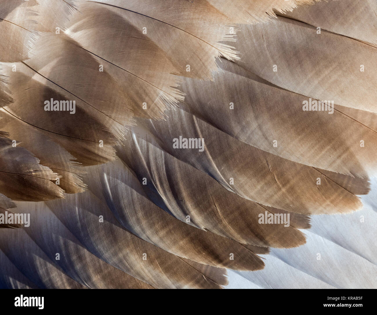 Cigno Cygnus olar ala piume uccello immature prima che diventi bianca Foto Stock