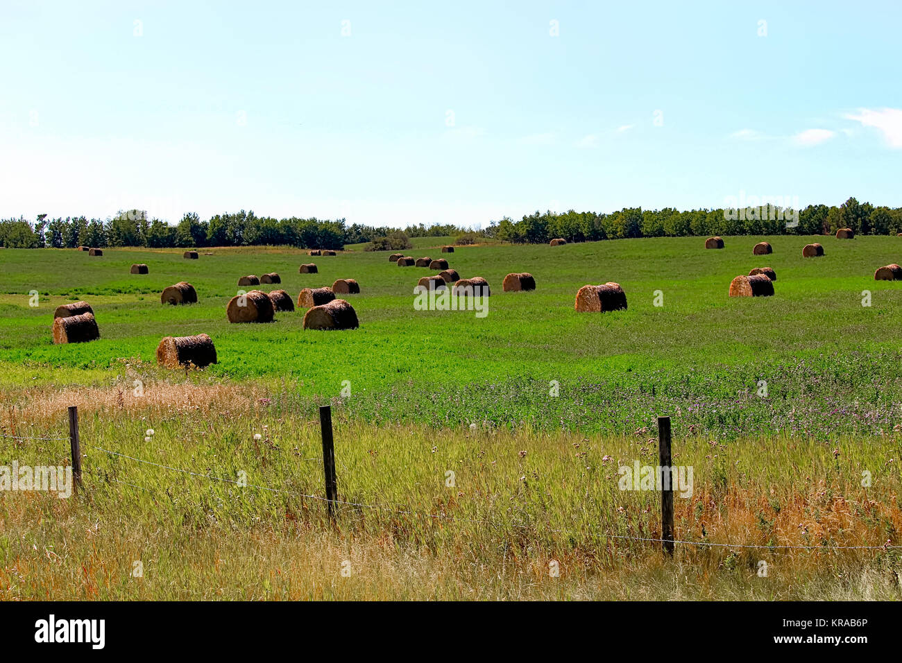 Un campo di erba medica in crescita con balle di fieno in esso. Foto Stock