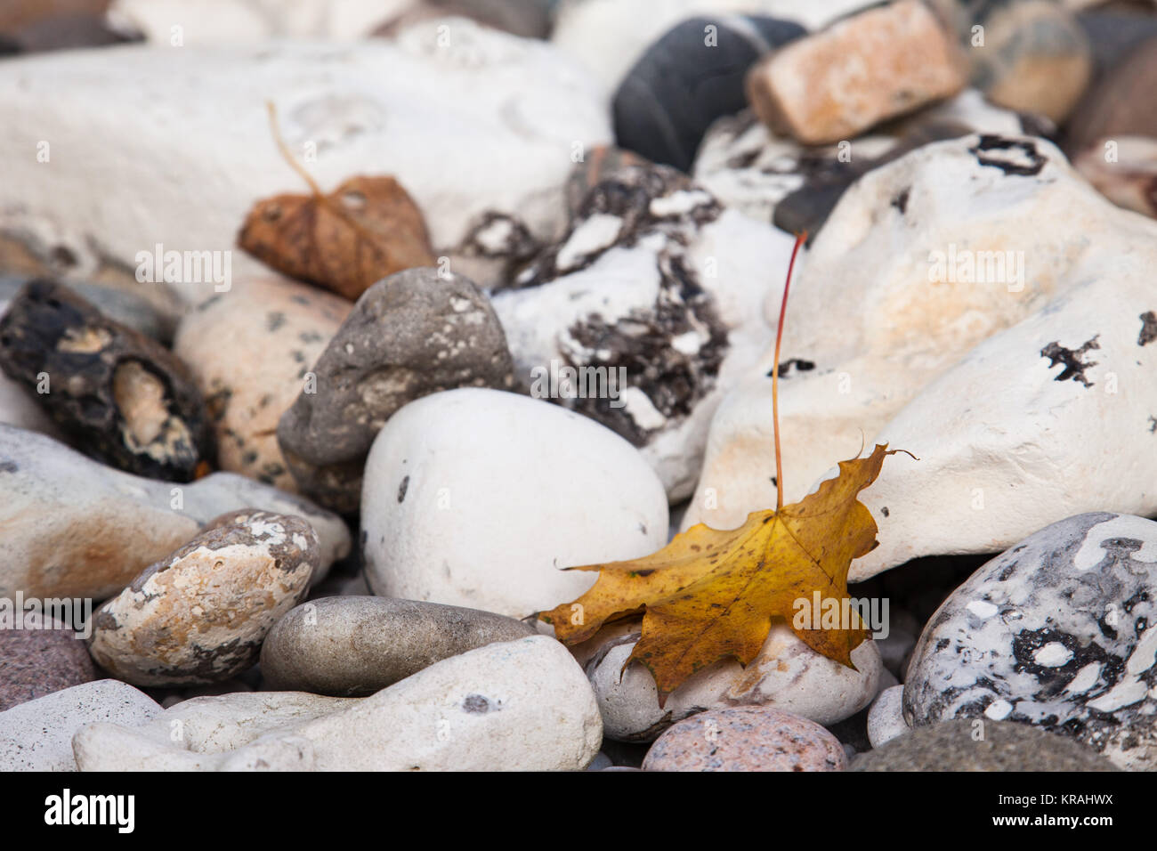 Foglia di acero sulle pietre Foto Stock