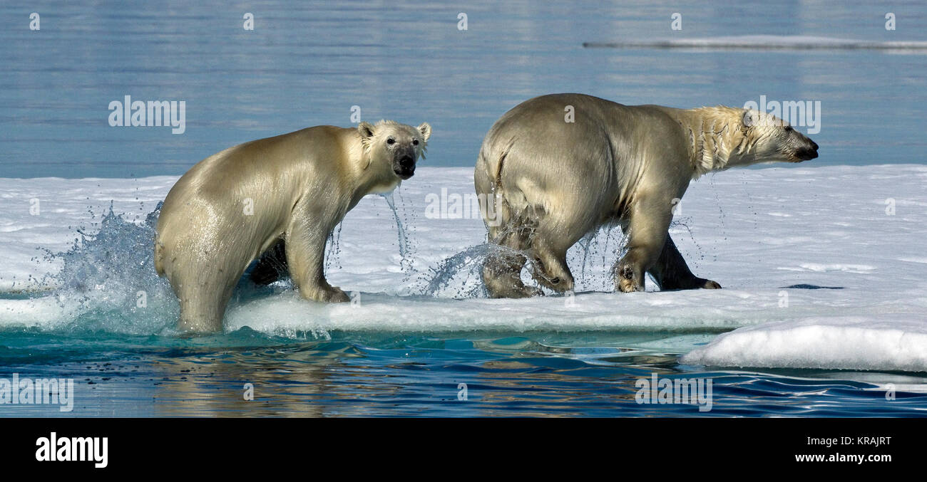 Gli orsi polari la scalata al di fuori dell'acqua sul ghiaccio, Scoresby Sound, Groenlandia, estate 2017 Foto Stock
