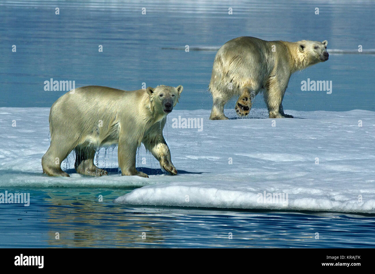 Due orsi polari su ghiaccio, Scoresby Sound, Groenlandia, estate 2017 Foto Stock
