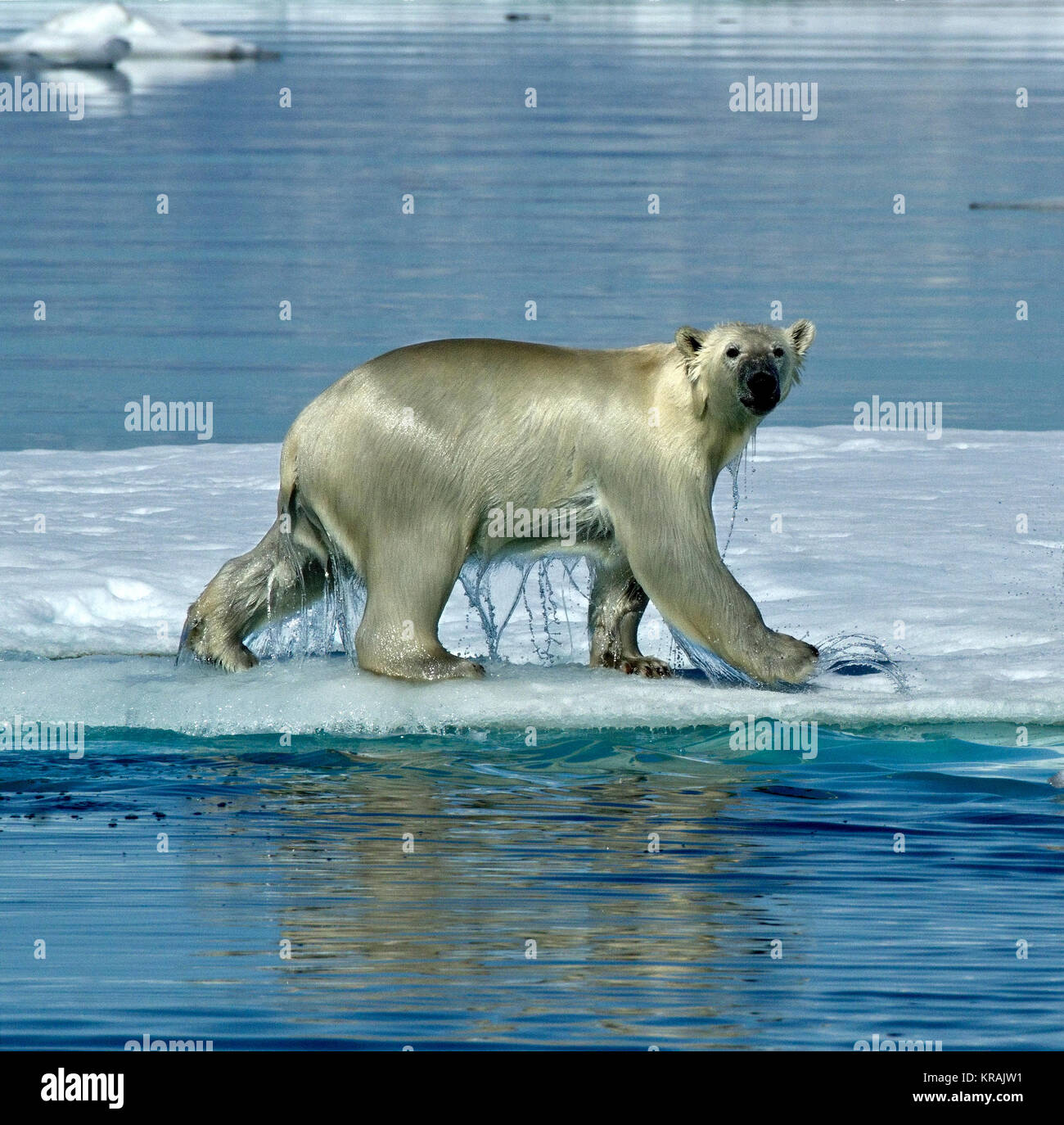 Orso polare camminando sul ghiaccio galleggiante, Scoresby Sound, Groenlandia, estate 2017. L'orso polare gocciolamento è un sacco di acqua. Foto Stock