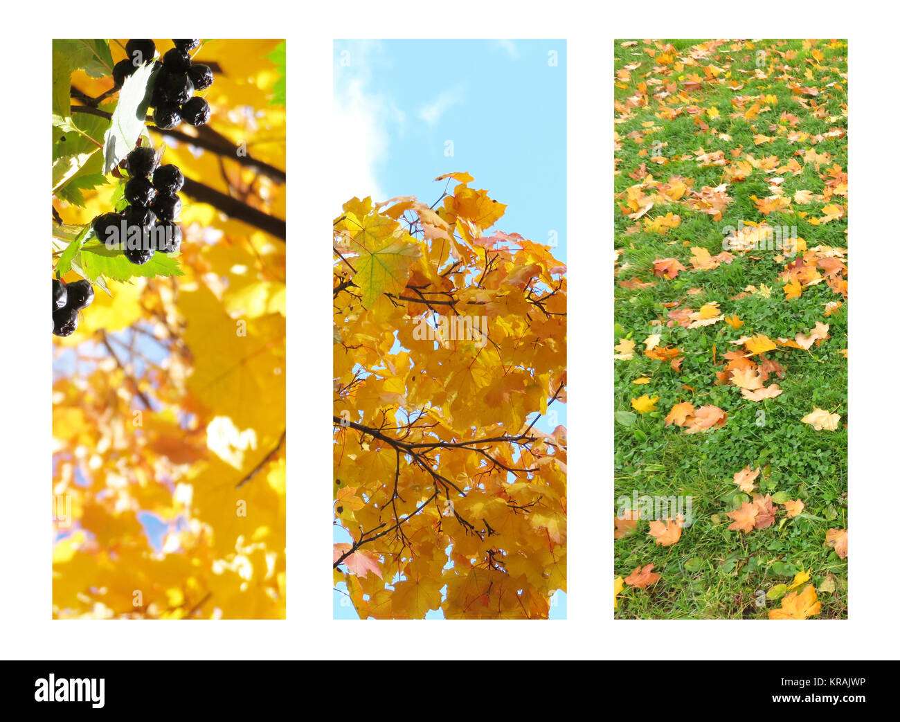 Tre foto sfondo per autunno banner. Autunno alberi, le foglie Foto Stock