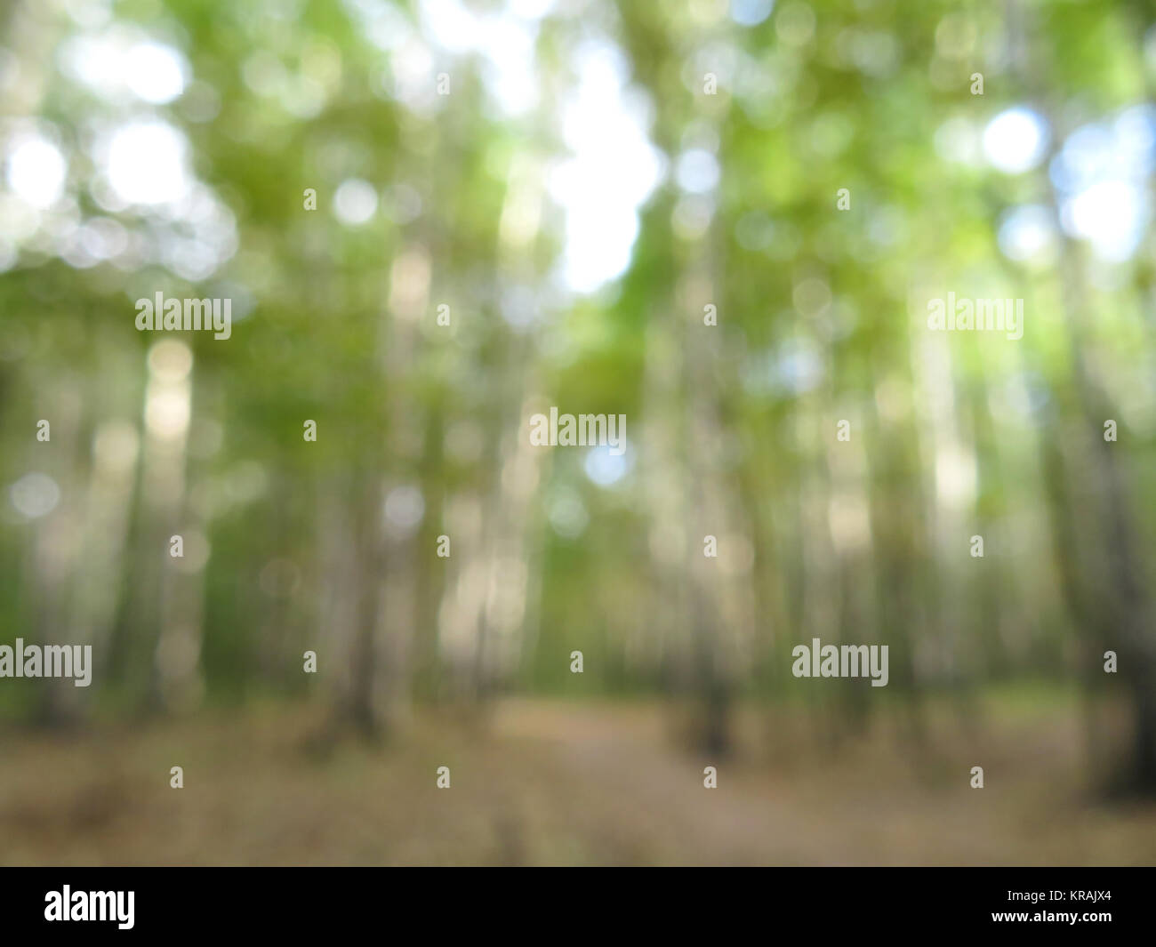 Blur natura parco verde con bokeh di fondo della luce del sole Foto Stock