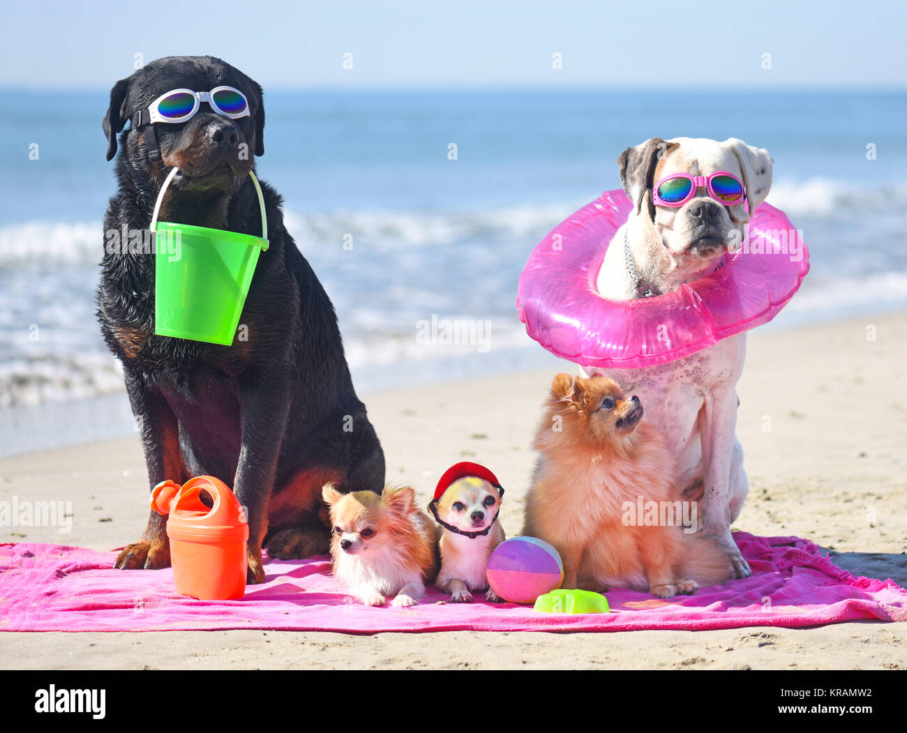 Gruppo di cani seduto sulla spiaggia Foto Stock