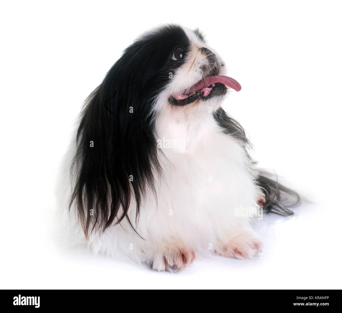 Pekingese dog di fronte a uno sfondo bianco Foto Stock