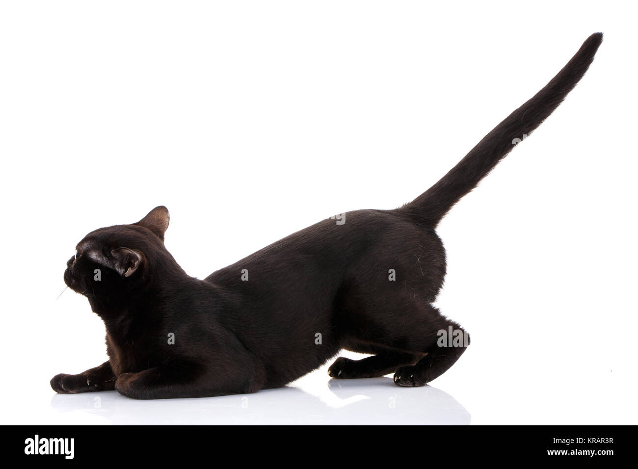 Bombay gatto nero seduta sulle zampe anteriori direct tai, guarda dritto Foto Stock