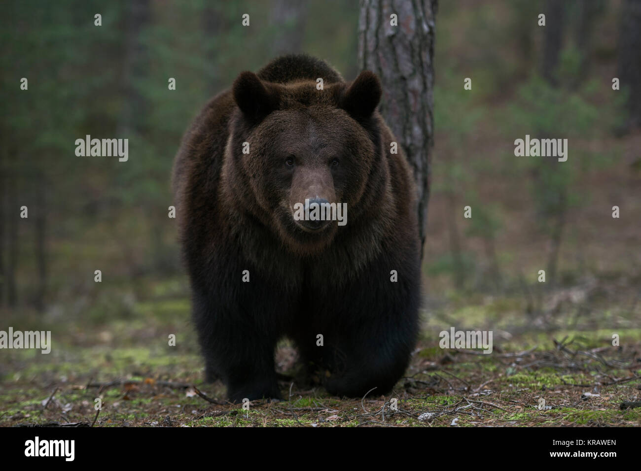 Orso bruno / Braunbaer ( Ursus arctos ) a piedi attraverso una foresta, impressionante incontro, chiudere, Scatto frontale, l'Europa. Foto Stock