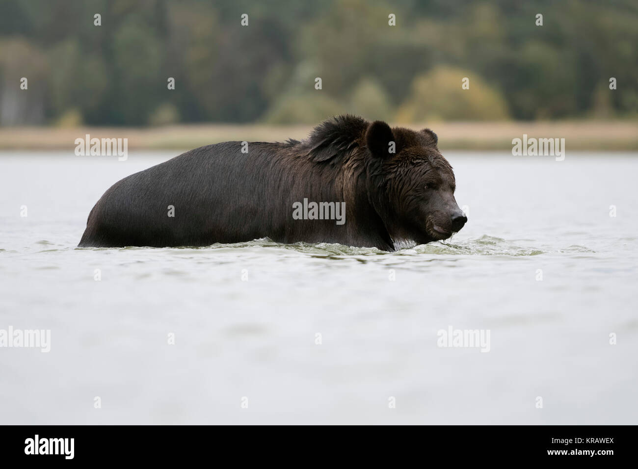 Orso bruno / Braunbaer ( Ursus arctos ), rinfrescanti, balneazione, giocando in un lago, camminando attraverso acqua poco profonda, l'Europa. Foto Stock