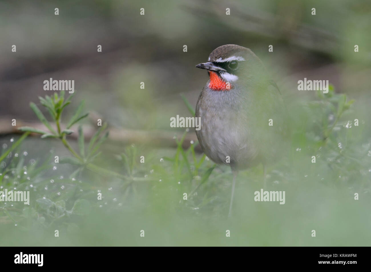 Siberian Rubythroat / Rubinkehlchen ( Luscinia calliope ), uccello maschio, nascondendo sul terreno in bassa vegetazione, molto rara winterguest in Europa occidentale. Foto Stock