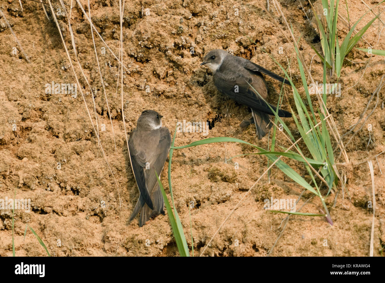 Sabbia Martin / Banca Rondini ( Riparia Riparia), giovane, appena arrivati nel territorio di allevamento, alla ricerca di un posto per scavare il loro nido fori, l'Europa. Foto Stock