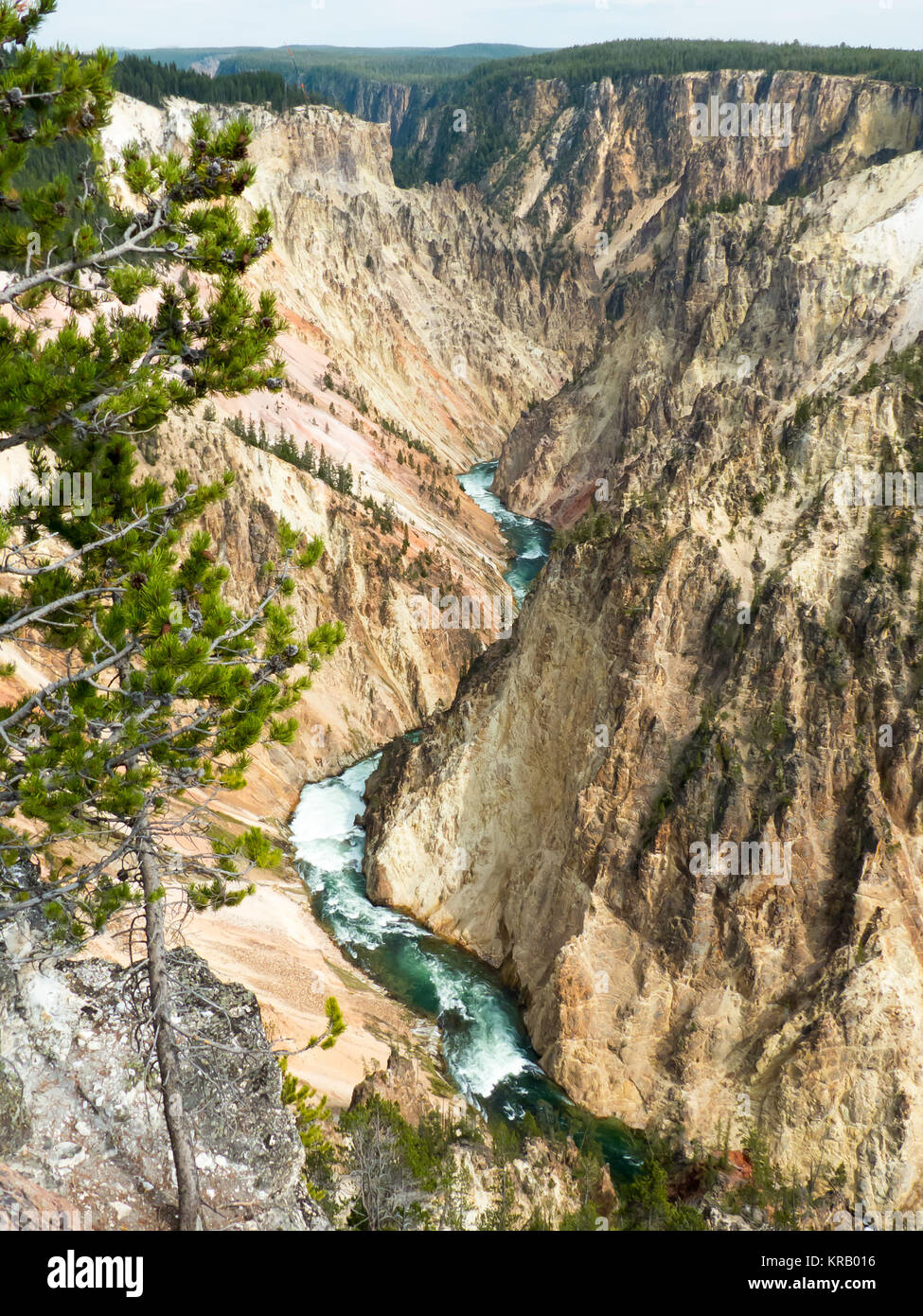Yellowstone NP, Wyoming: Canyon di Yellowstone dal North Rim Drive Foto Stock