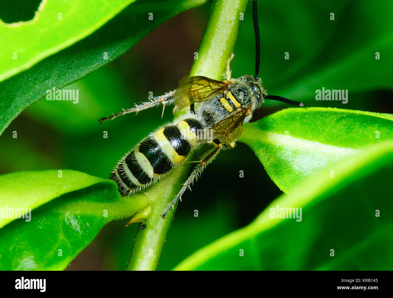 Peloso maschio-flower Wasp (Scoliidae), Cairns, estremo Nord Queensland, FNQ, QLD, Australia Foto Stock